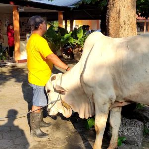 Potong hewan Kurban Di SMKN 7 Surakarta